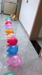 Funny Dogs Videos  cats dogs videos/viral videos