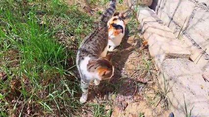 Cute and friendly cats.  A video that you will relax while watching. #streetcats #cutecats