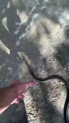 Snake Tried His Best To Go Away. He Bites Man