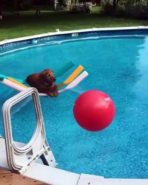 Dog Swimming With Happy Mood And Want Some Peace.