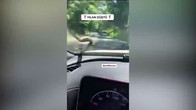 İstanbul'da şaşırtan olay: Seyir halindeki arabanın camına yılan düştü