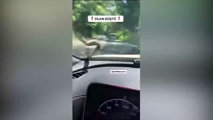 İstanbul'da şaşırtan olay: Seyir halindeki arabanın camına yılan düştü