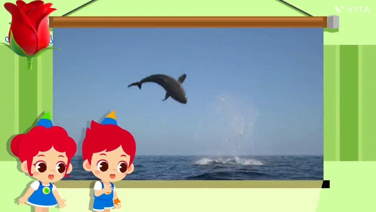Great white shark vs. Orca Rematch! /who will Be the winner! l Animal song for the kids