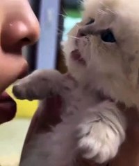 Kiss And Love With Cute Cat. Enjoying With Cat