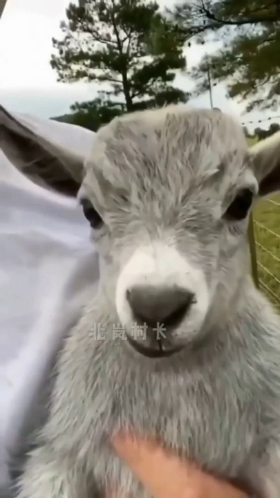 Funny animals
