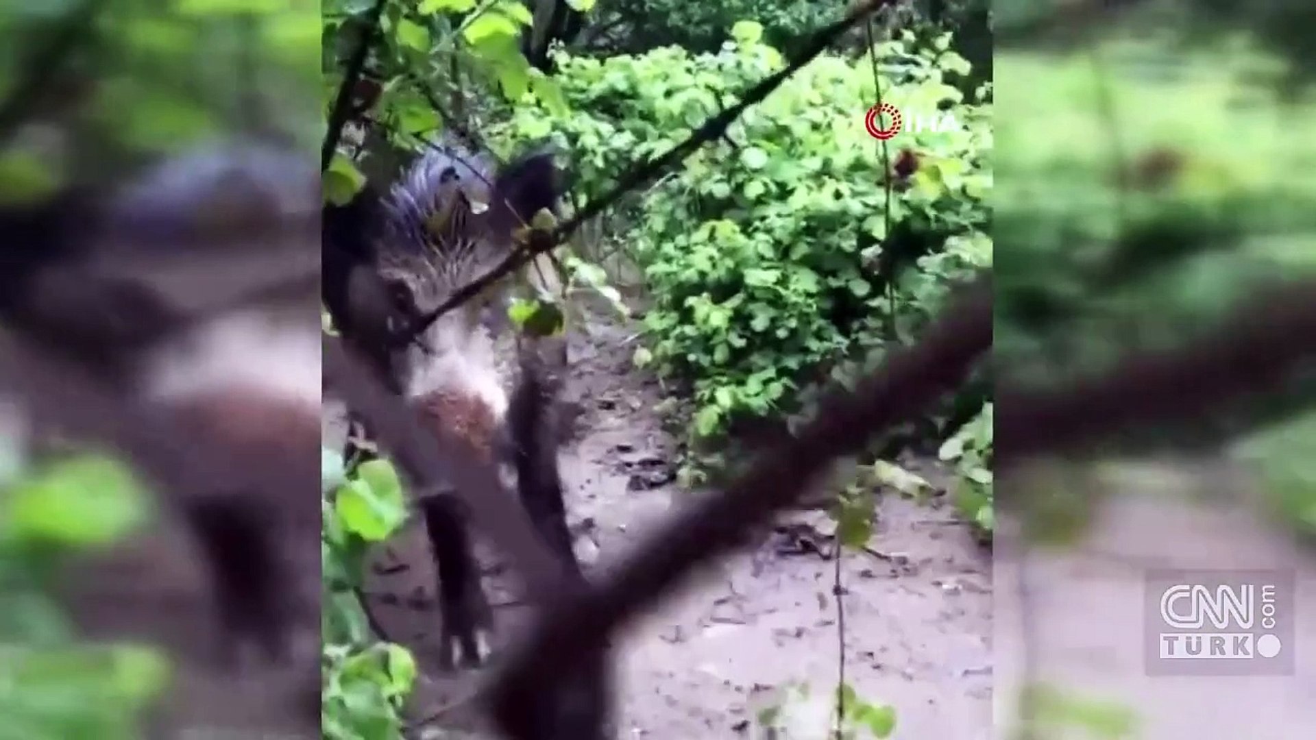 Yaban domuzları İstanbul'a indi