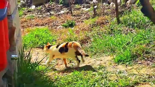 I fed a cute street cat #streetcats #hungrycats #meowing #catvideos