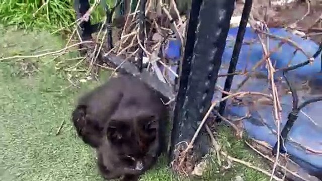 There are many cute and beautiful cats in the cat park. The world of cats #cats #catvideos #meowing