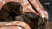 Deze kat en hond van een oude man hebben een avondritueel dat 1,1 miljoen mensen heeft ontroerd (video)