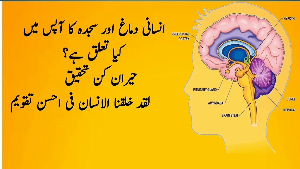 Powerful connection between brain and prostration
