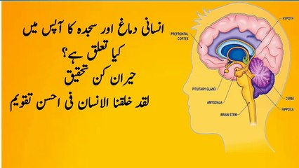 Powerful connection between brain and prostration