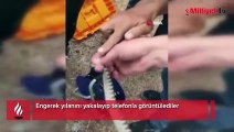 Metrelerce uzunluktaki engerek yılanını elleri ile tuttular