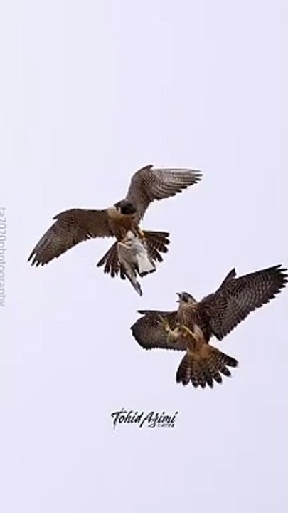 Eagle your prey