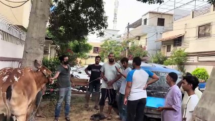 Qasai ka sar phaar diya ����_Dangerous Cow Qurbani _bakra eid 2023-(1080p60)