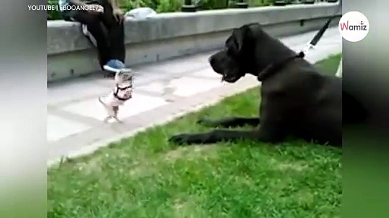 Chihuahua lokt Duitse Dog uit: omstanders liggen dubbel van het lachen (video)