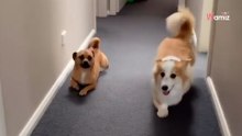 Grappige hond imiteert Corgi broer met korte poten (Video)