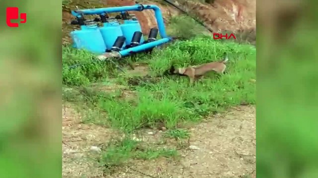 İpek, 'tetikçi' olarak gönderildiği kişiyi öldüremeyince infaz edilmiş