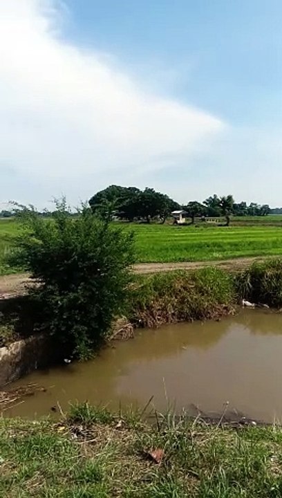 Ricefields