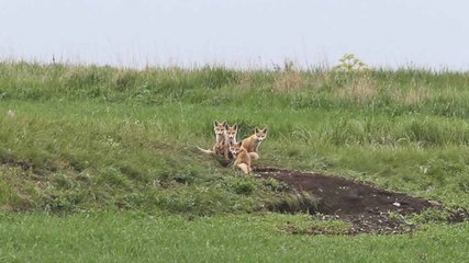 Yuvalarından çıkan tilki ailesi görüntülendi