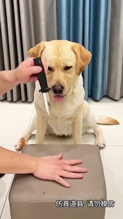 Prank with Dog | Very Funny video 2024
