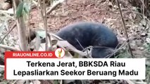 Terkena Jerat, BBKSDA Riau Lepasliarkan Seekor Beruang Madu