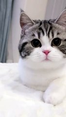 Cute cat --(MP4)