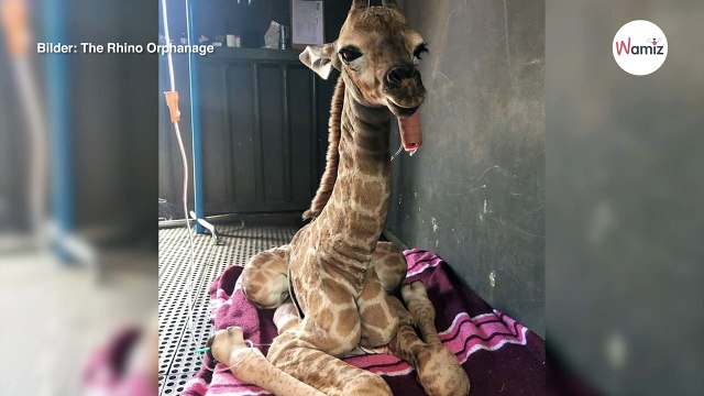 Alle machen sich Sorgen um das Giraffenbaby, bis ein Schferhund etwas Unerwartetes tut