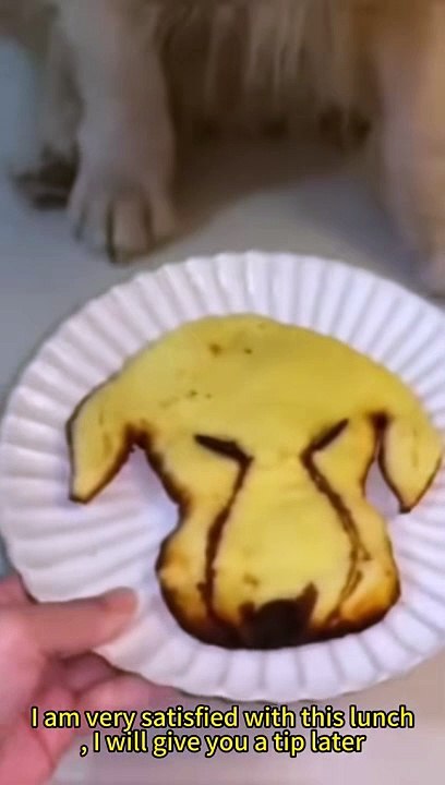 Funny animals vedio
