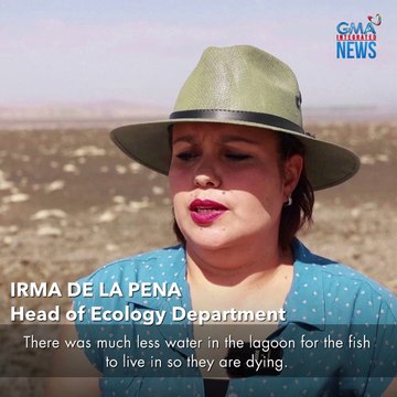 Ano ang dahilan? Libu-libong patay na isda, inanod sa dalampasigan | GMA Integrated Newsfeed