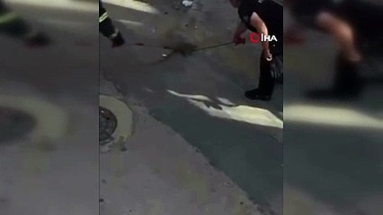 Bursa’da yılan paniği kamerada