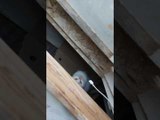 Cat Sitting Under Work Bench Plays With Cable