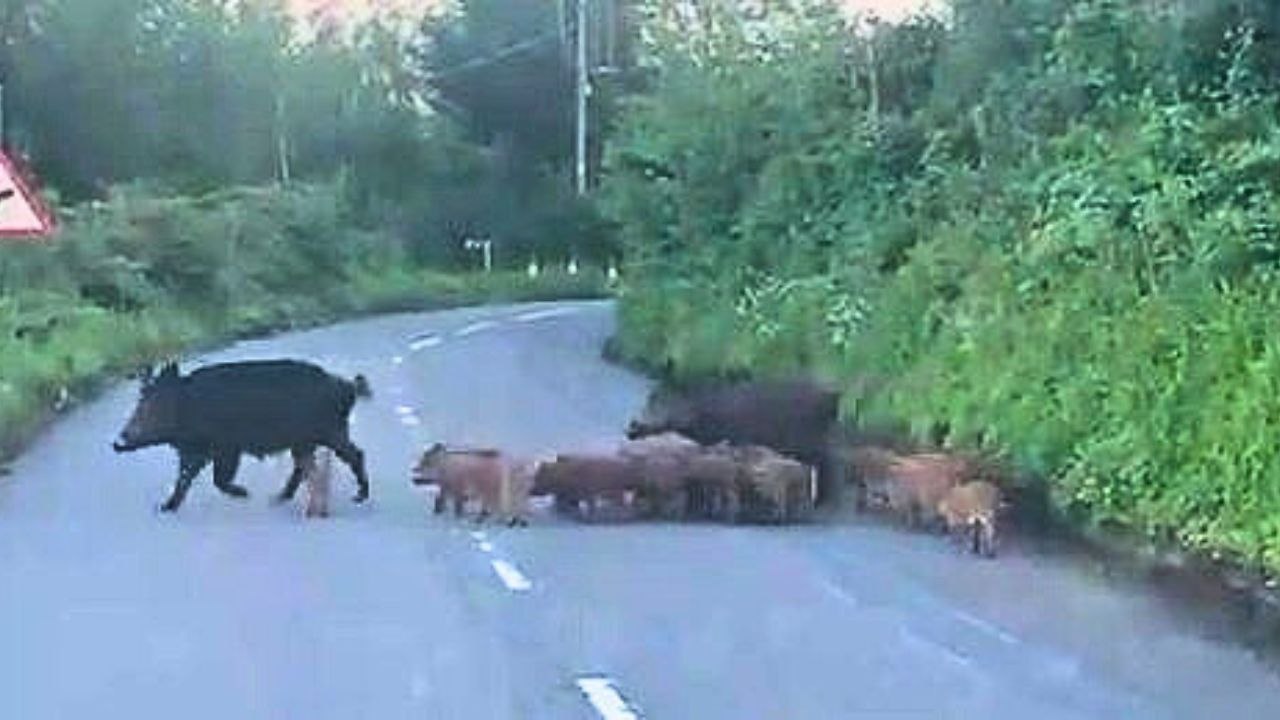 Wildschweine treiben eine große Gruppe von Ferkeln über die britische Straße