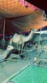 Camel Eid ul adha 2024