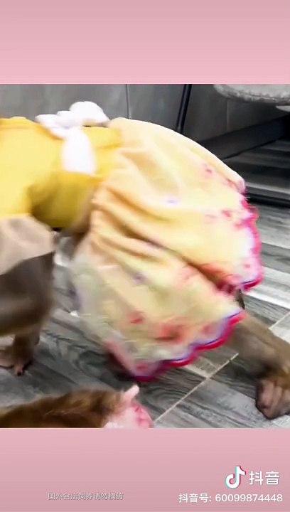 Funny monkey