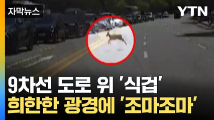 [자막뉴스] "여기서 볼 줄은 몰랐는데..." 도심 곳곳에 출몰해 '깜짝' / YTN