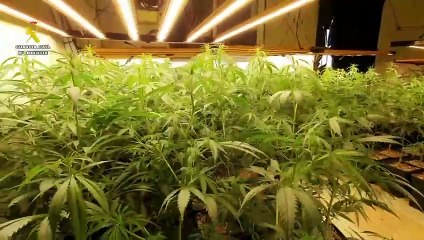 Detenidos diez miembros de un clan familiar dedicado al tráfico de drogas en un pueblo de Toledo