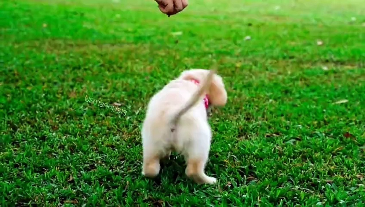 Funny Video Dogs 2024