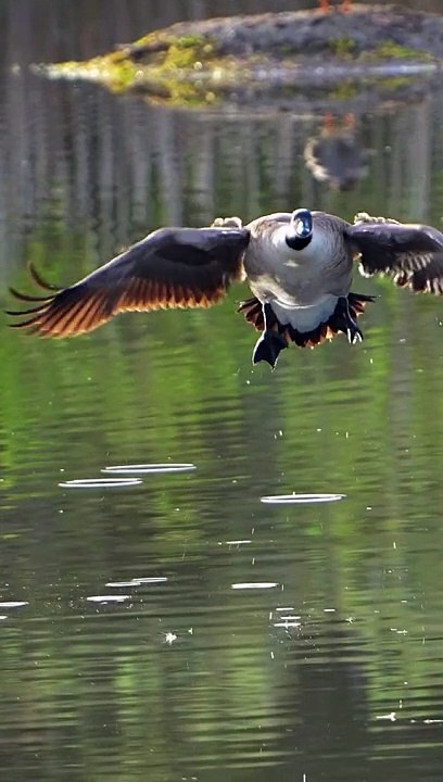 Flying beautiful bird