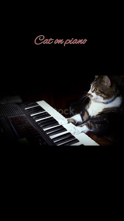 Cat on piano
