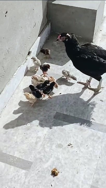 Hen& chicks