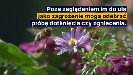 Bzyczący problem - osy i pszczoły