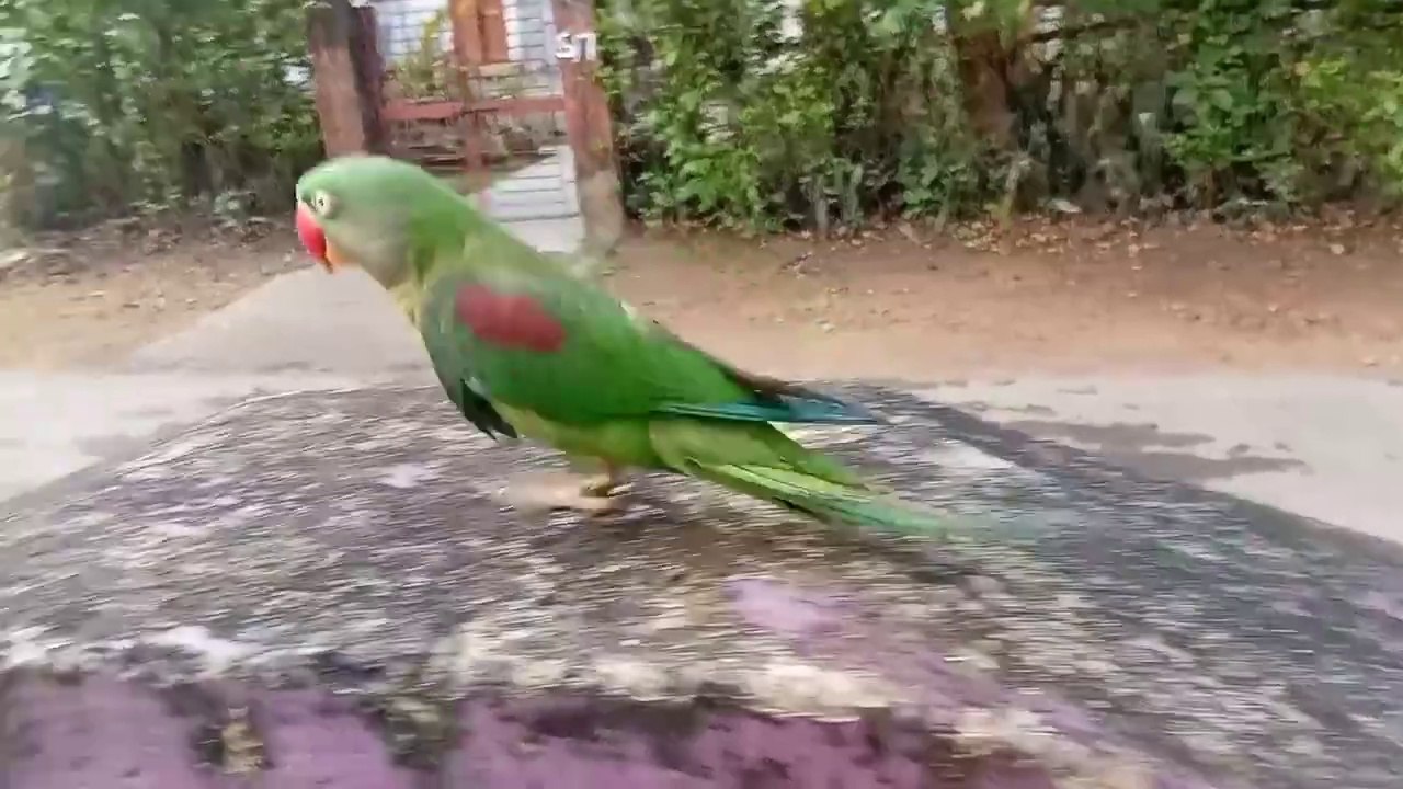 Talkative parrot