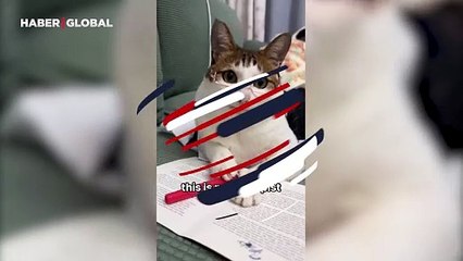 Bakışlarıyla insanları tedavi ediyor: İşte karşınızda terapist kedi