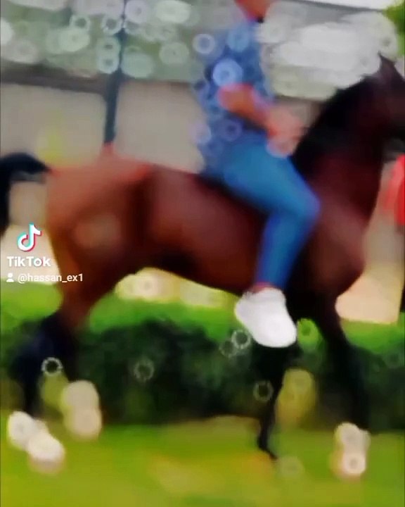 Horse ride
