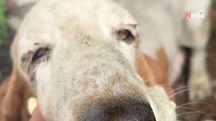 Ce toutou est abandonné sous une pluie battante : 9,1M de personnes réalisent qu'il cache un lourd secret (vidéo)