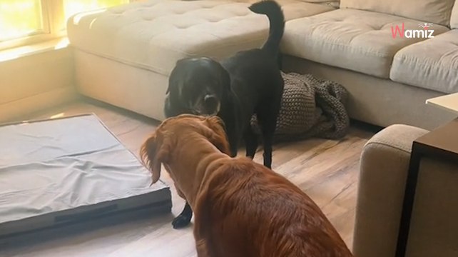 Ce chien rentre de chez le vétérinaire avec un nouveau look : sa sœur commet l'impensable (vidéo)