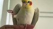 Amazing Singer #birds #shorts #viral #trending #feeds #pets #dailymotion