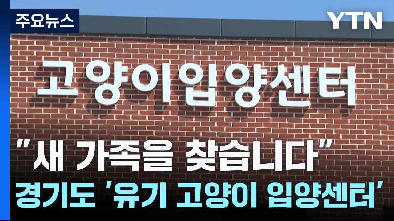 [경기] "새 가족을 찾습니다"...경기도 '유기 고양이 입양센터' / YTN