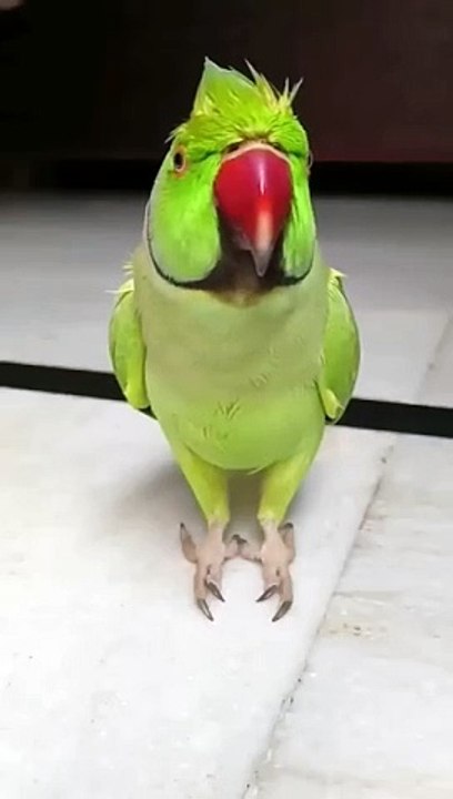 parrot,_tota_#cute_#catvideos_#Main_#tota_#Main_#tota_#shots_#viralshorts(