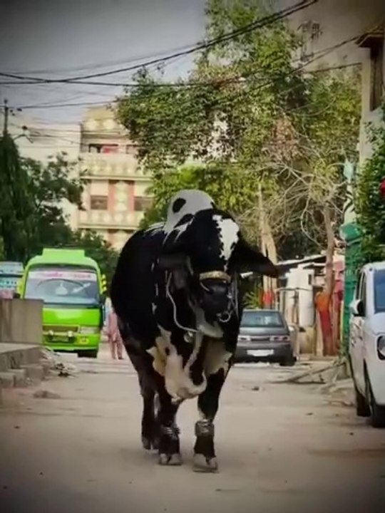 beauty of cow